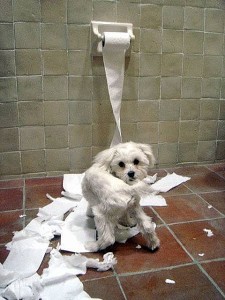 http://www.demimonde.com/wp-content/uploads/2009/10/dog-toilet-paper-main_Full-225x300.jpg